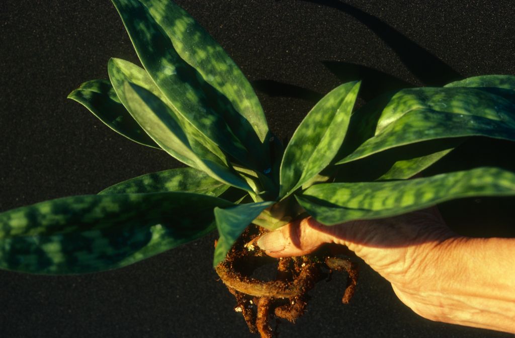 Paphiopedilum, unknown, unpotted, April 1979, roll 197904H2 slide 10