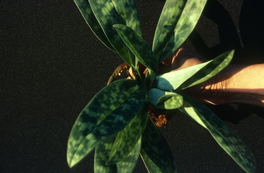 Paphiopedilum, unknown, unpotted, April 1979, roll 197904H2 slide 11