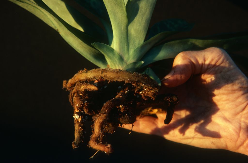 Paphiopedilum, unknown, unpotted, April 1979, roll 197904H2 slide 15