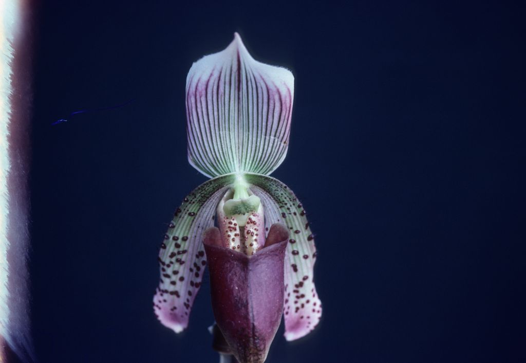 Paphiopedilum, unknown, entire roll unlabeled, April 1979, roll 197904H2 slide 1