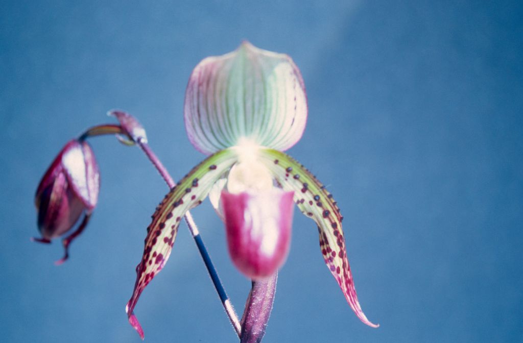Paphiopedilium, unknown, entire roll unlabeled, April 1979, roll 197904H2 slide 20