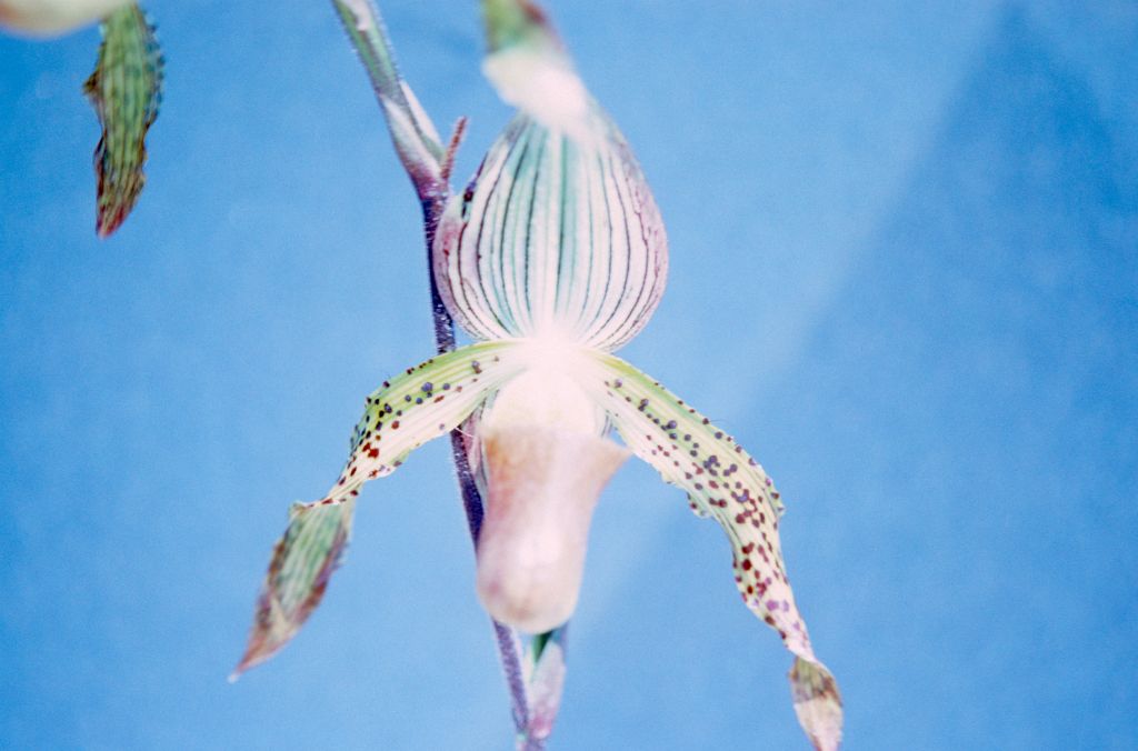 Paphiopedilium, unknown, entire roll unlabeled, April 1979, roll 197904H2 slide 21