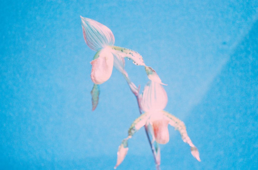 Paphiopedilium, unknown, entire roll unlabeled, April 1979, roll 197904H2 slide 22