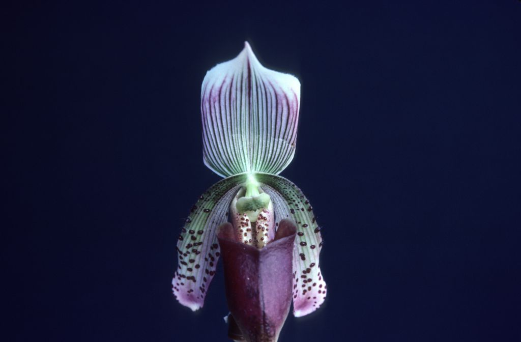 Paphiopedilum, unknown, entire roll unlabeled, April 1979, roll 197904H2 slide 2