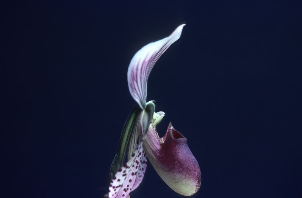 Paphiopedilum, unknown, side view, entire roll unlabeled, April 1979, roll 197904H2 slide 3