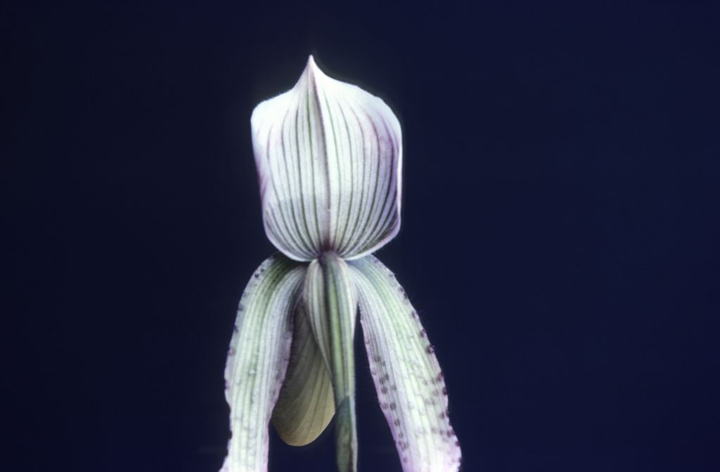Paphiopedilum, unknown, back view, entire roll unlabeled, April 1979, roll 197904H2 slide 4