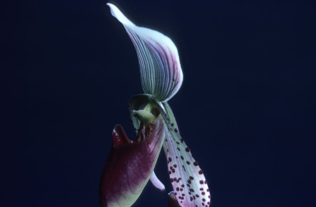 Paphiopedilum, unknown, side view, entire roll unlabeled, April 1979, roll 197904H2 slide 5