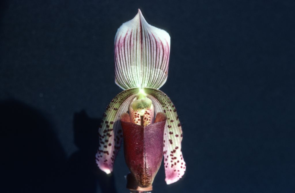 Paphiopedilum, unknown, entire roll unlabeled, April 1979, roll 197904H2 slide 6