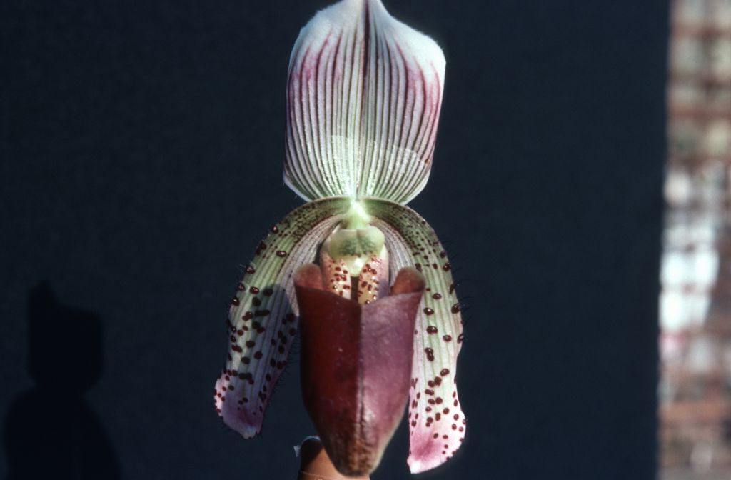Paphiopedilum, unknown, entire roll unlabeled, April 1979, roll 197904H2 slide 7