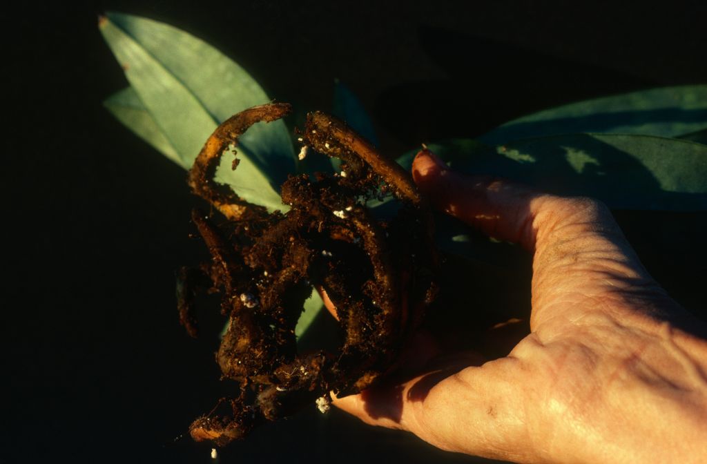 Paphiopedilum, unknown, unpotted, April 1979, roll 197904H2 slide 8