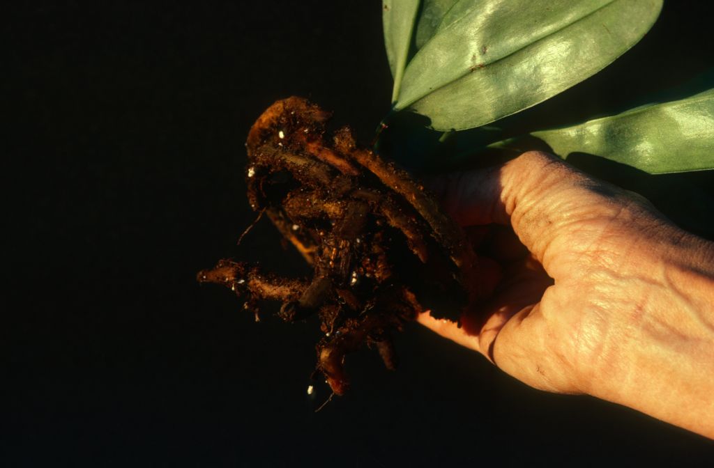 Paphiopedilum, unknown, unpotted, April 1979, roll 197904H2 slide 9