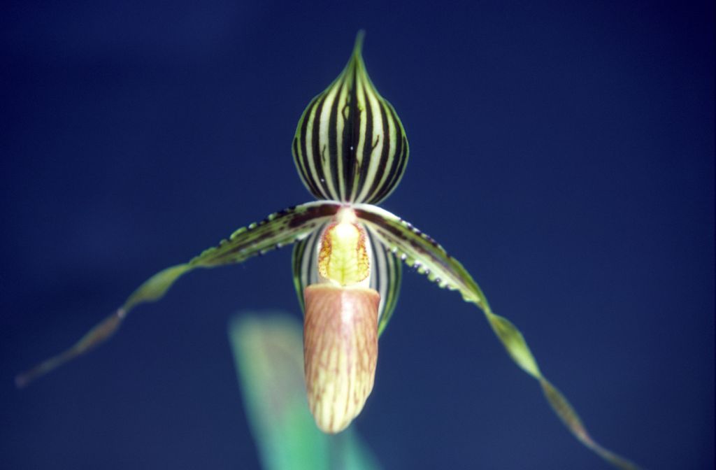 Paphiopedilum, unknown, entire roll unlabeled, might be duplicates, July 1979, roll 197907H7 slide 10