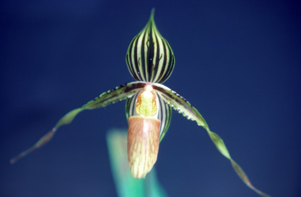 Paphiopedilum, unknown, entire roll unlabeled, might be duplicates, July 1979, roll 197907H7 slide 11