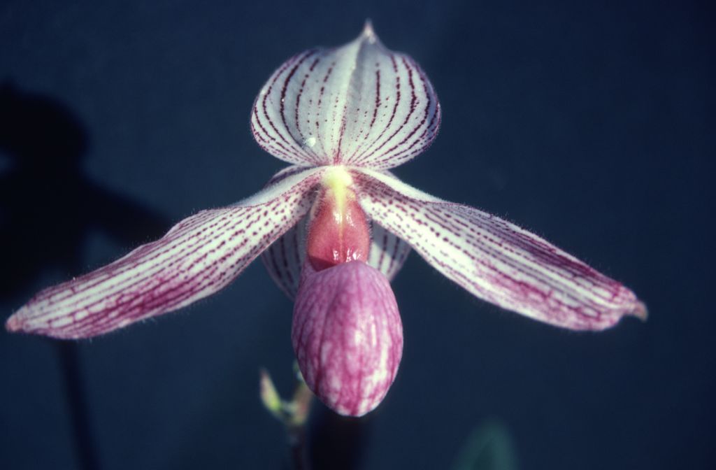 Paphiopedilum, unknown, entire roll unlabeled, might be duplicates, July 1979, roll 197907H7 slide 16
