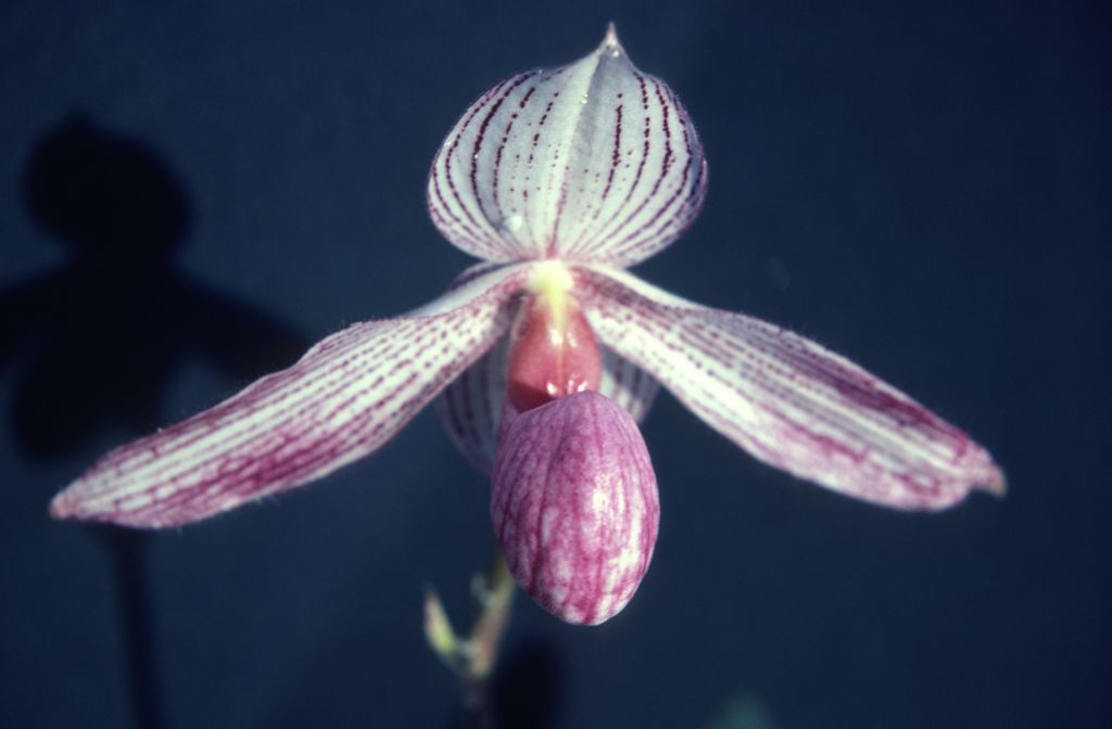 Paphiopedilum, unknown, entire roll unlabeled, might be duplicates, July 1979, roll 197907H7 slide 17
