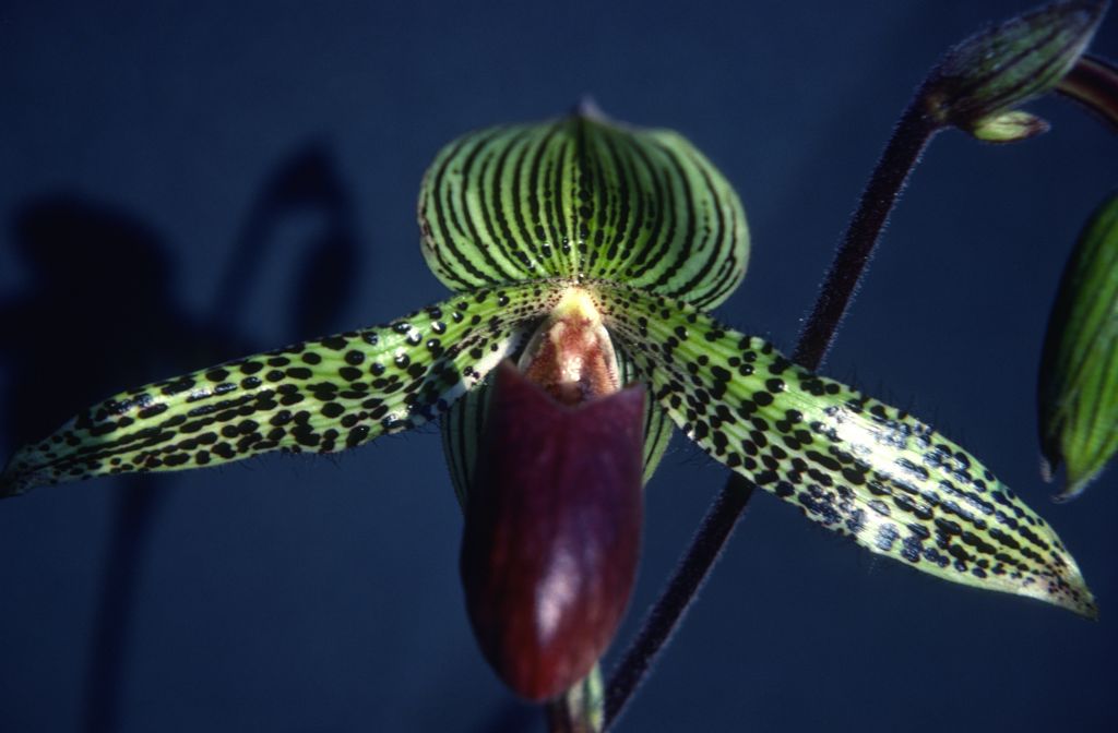 Paphiopedilum, unknown, entire roll unlabeled, might be duplicates, July 1979, roll 197907H7 slide 18