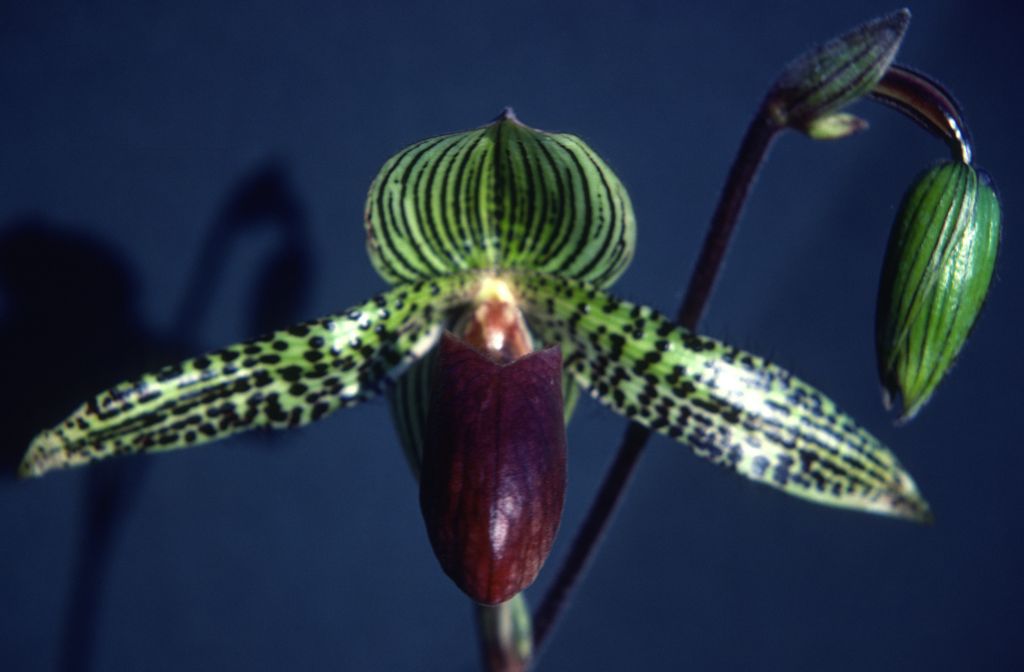 Paphiopedilum, unknown, entire roll unlabeled, might be duplicates, July 1979, roll 1979070H7 slide 19
