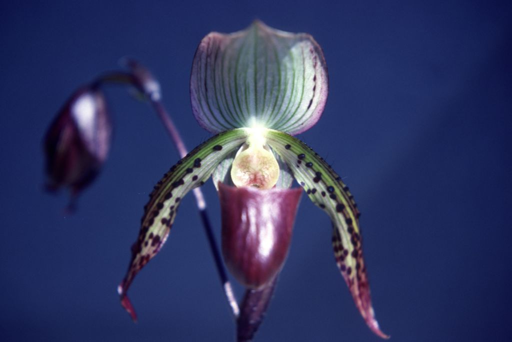 Paphiopedilum, unknown, entire roll unlabeled, might be duplicates, July 1979, roll 197907H7 slide 1