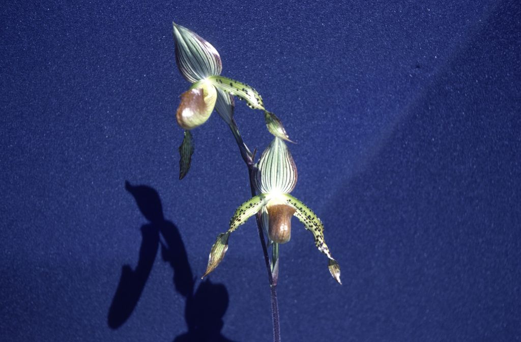 Paphiopedilum, unknown, entire roll unlabeled, might be duplicates, July 1979, roll 197907H7 slide 2
