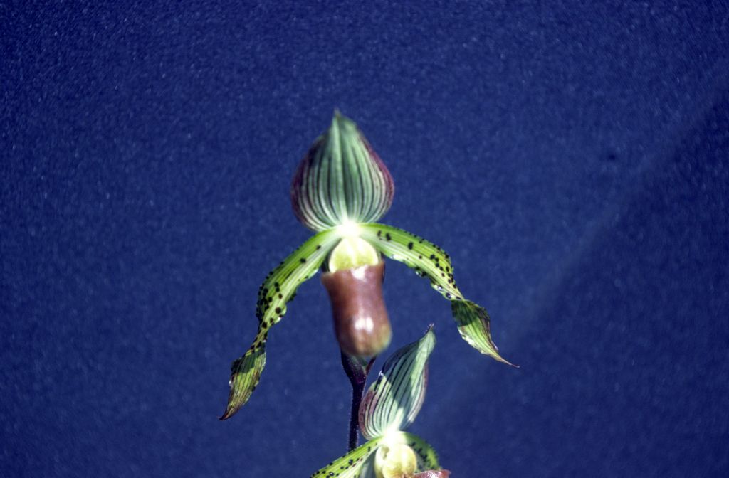 Paphiopedilum, unknown, entire roll unlabeled, might be duplicates, July 1979, roll 197907H7 slide 3