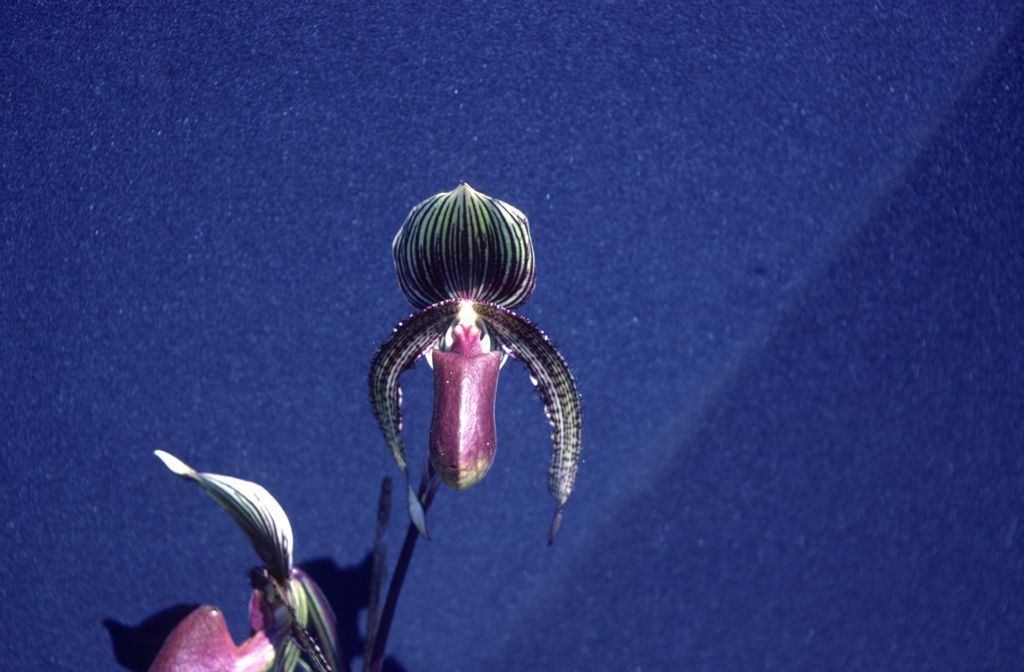 Paphiopedilum, unknown, entire roll unlabeled, might be duplicates, July 1979, roll 197907H7 slide 5