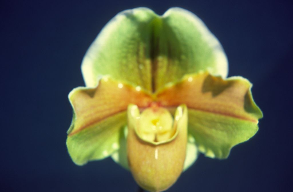 Paphiopedilum, unknown, entire roll unlabeled, might be duplicates, July 1979, roll 197907H7 slide 6