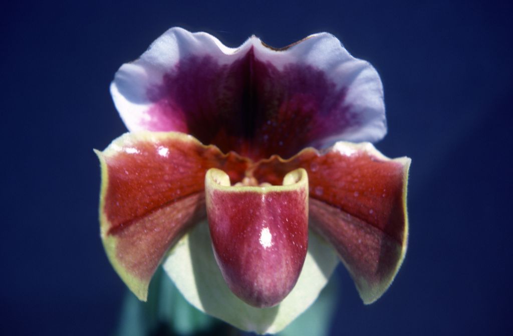 Paphiopedilum, unknown, entire roll unlabeled, might be duplicates, July 1979, roll 197907H7 slide 7