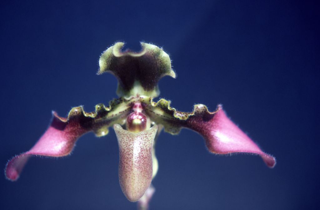 Paphiopedilum, unknown, entire roll unlabeled, might be duplicates, July 1979, roll 197907H7 slide 8