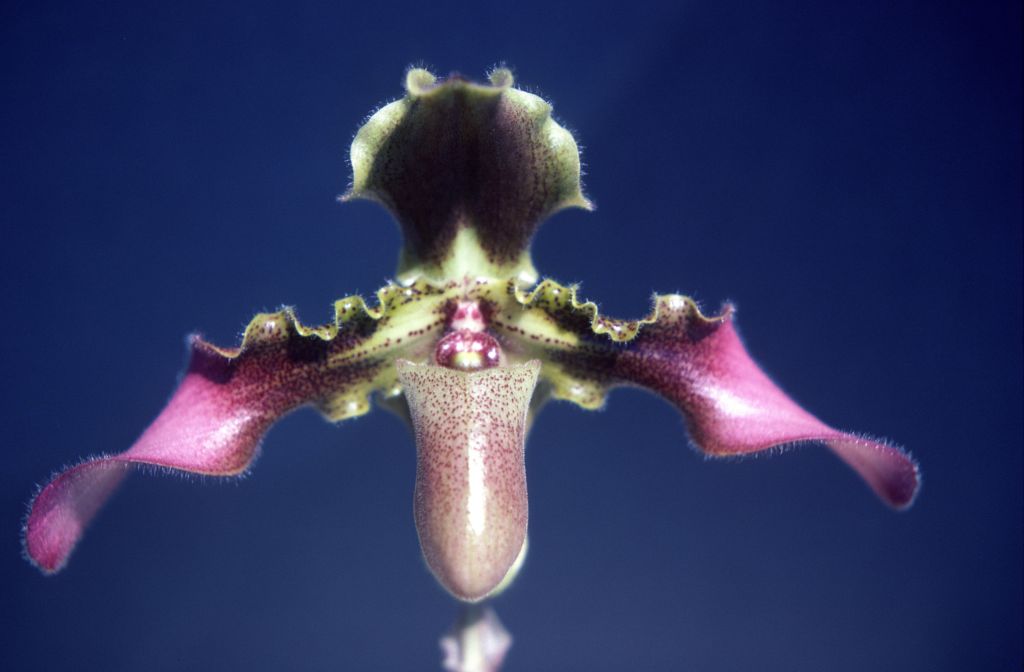 Paphiopedilum, unknown, entire roll unlabeled, might be duplicates, July 1979, roll 197907H7 slide 9