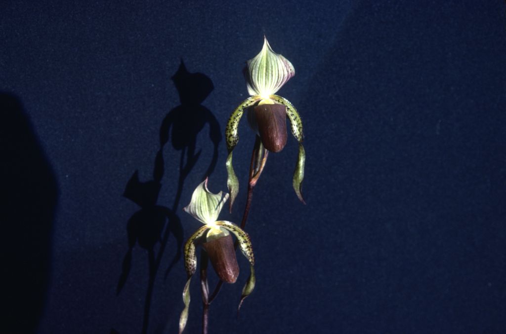 Paphiopedilum, unknown, entire roll unlabeled, June 1981, roll 198106 slide 11