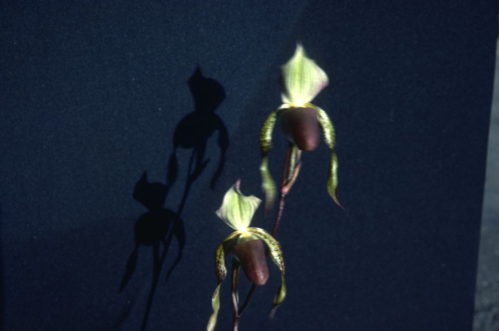 Paphiopedilum, unknown, entire roll unlabeled, June 1981, roll 198106 slide 12