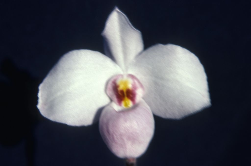 Paphiopedilum, unknown, possibly delenatii, entire roll unlabeled, June 1981, roll 198106 slide 3