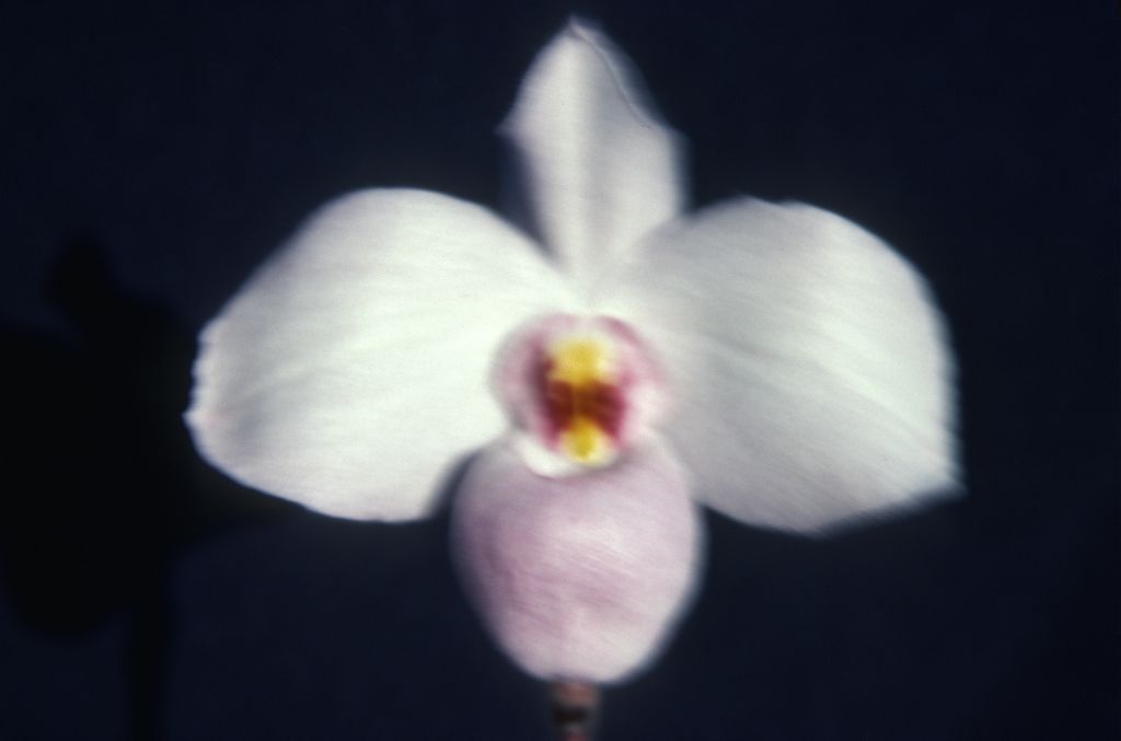 Paphiopedilum, unknown, possibly delenatii, entire roll unlabeled, June 1981, roll 198106 slide 4