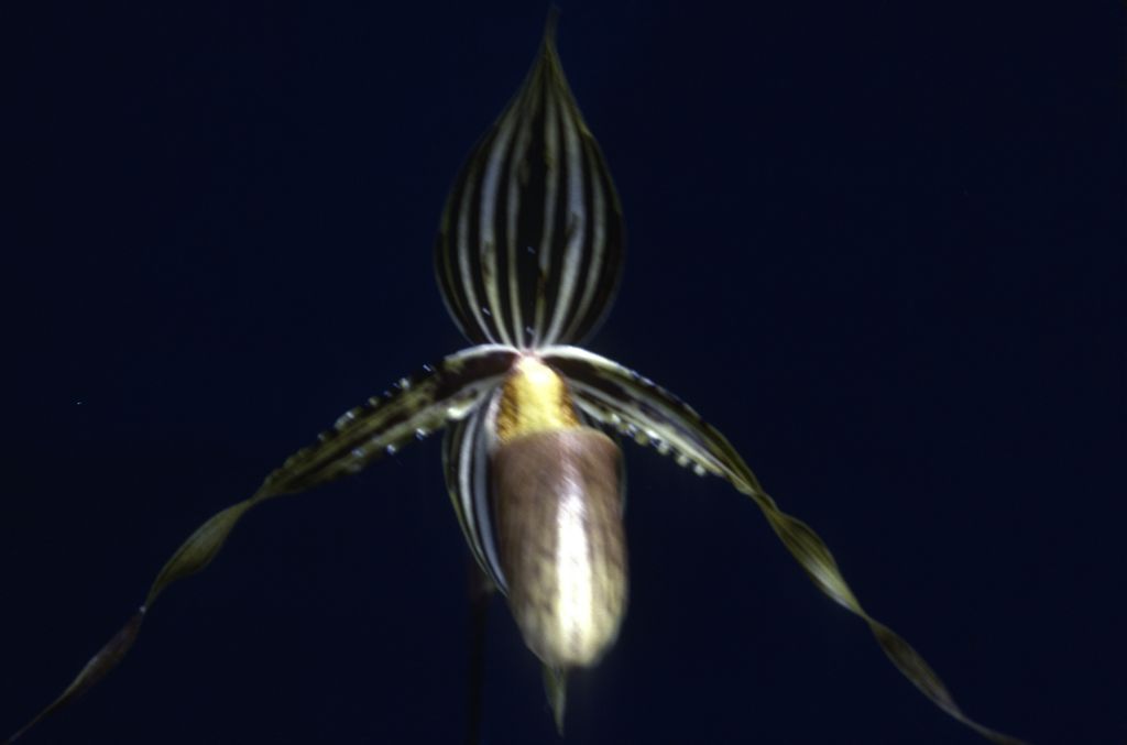 Paphiopedilum, unknown, entire roll unlabeled, June 1981, roll 198106 slide 7