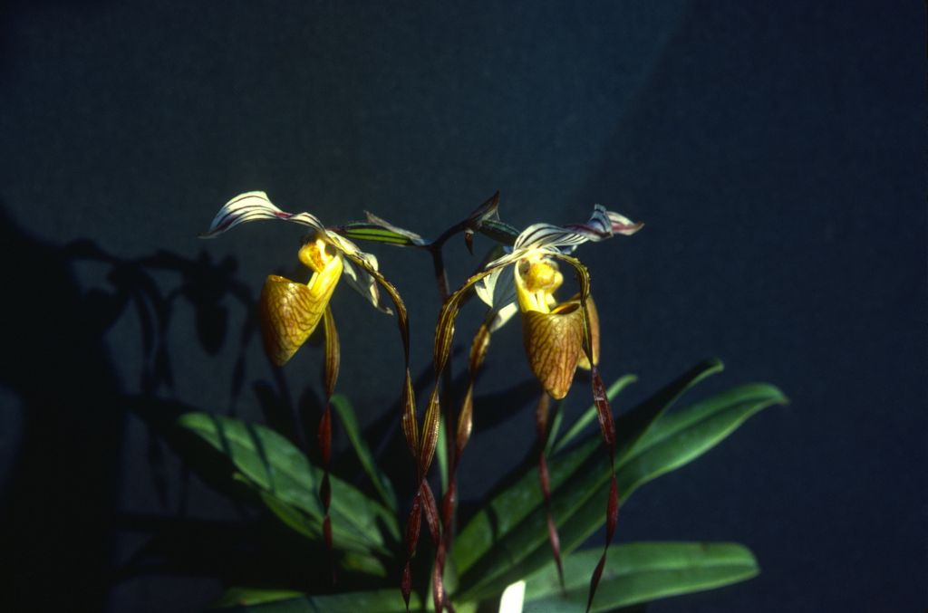 Paphiopedilum, unknown, entire roll unlabeled, June 1981, roll 1989106 slide 9