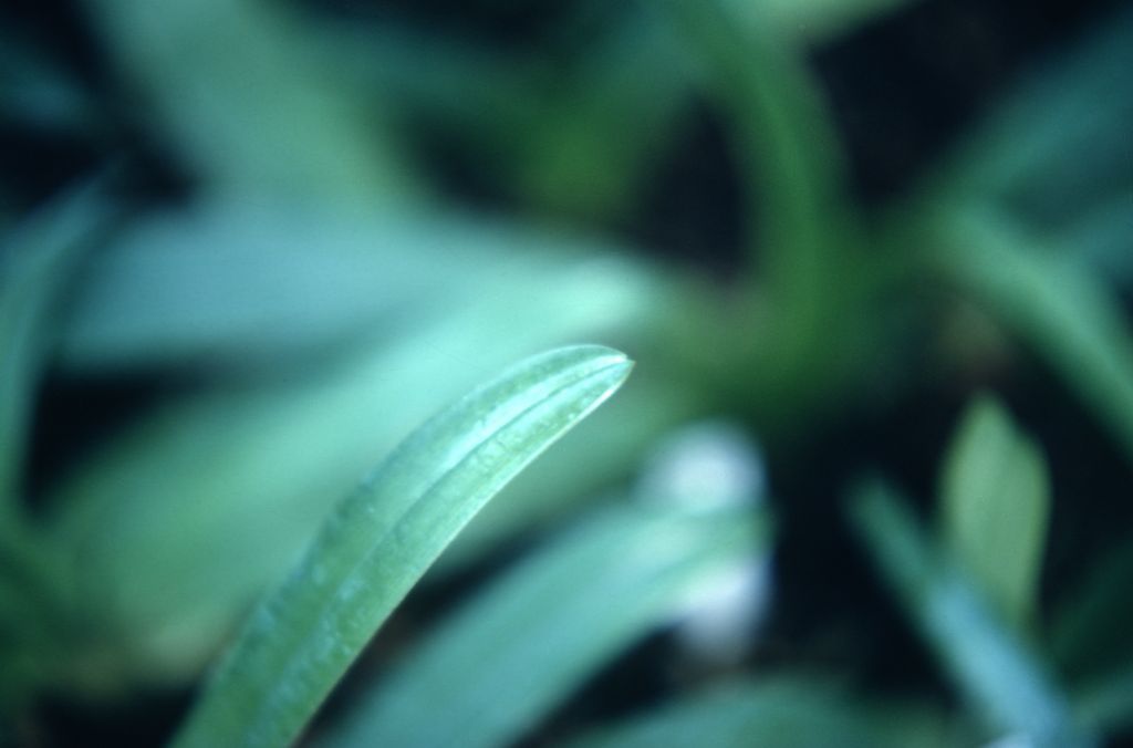 Paphiopedilum, unknown, foliage,same plant shown in  NODATE_UNIQUE_127, no date on slide