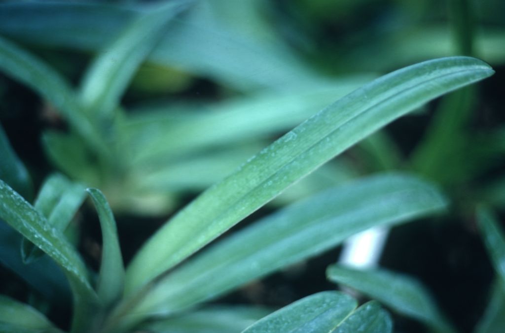 Paphiopedilum, unknown, foliage,same plant shown in  NODATE_UNIQUE_130, no date on slide