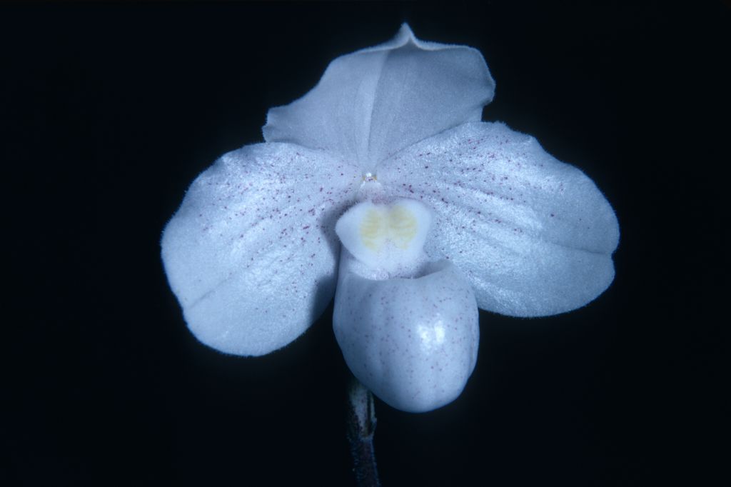 Paphiopedilum sp. nov, [collection number] R69SEA1, Rands, [from] Dr. Dourado, no date on slide.  The label likely means the plant was collected in "Southeast Asia" and was shipped to Ray Rands by a Dr. Dourado.