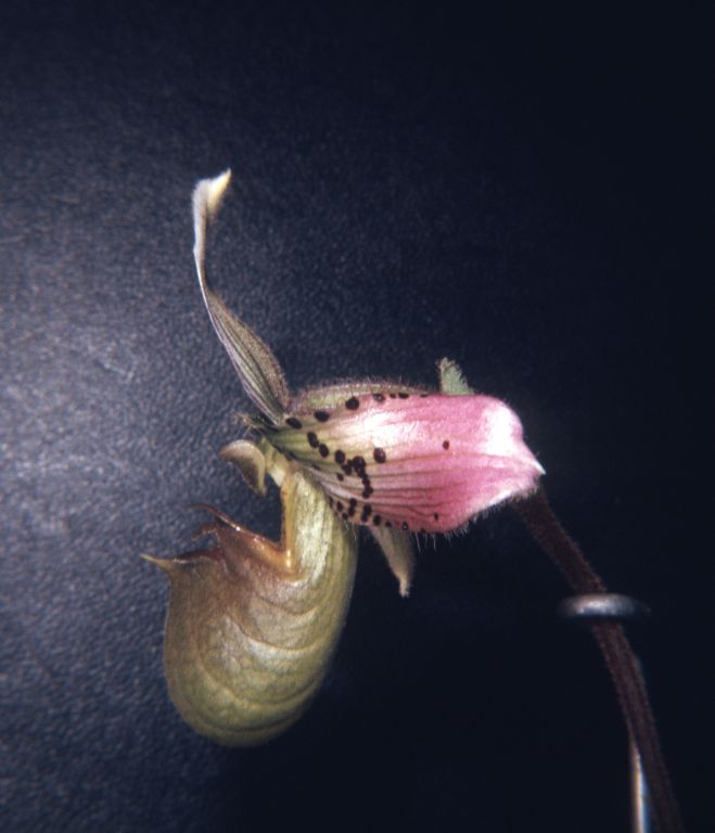 Paphiopedilum acmodontum Rands' clone, side view, June 1969, roll 196906H10 slide 7, 126 format.  Species described in 1976, but the plant and the name had been in circulation at least since 1969 (Dr. Gustav Schoser, 6th World Orchid Conference, Proceedings).