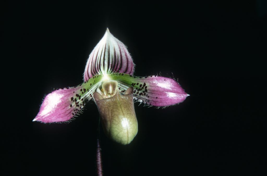 Paphiopedilum acmodontum, April 1970, roll 197004 slide 13.  Species described in 1976, but the plant and the name had been in circulation at least since 1969 (Dr. Gustav Schoser, 6th World Orchid Conference, Proceedings).