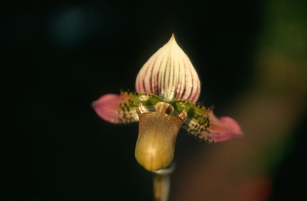 Paphiopedilum acmodontum, May 1970, roll 197005H4 slide 15.   Species described in 1976, but the plant and the name had been in circulation at least since 1969 (Dr. Gustav Schoser, 6th World Orchid Conference, Proceedings).