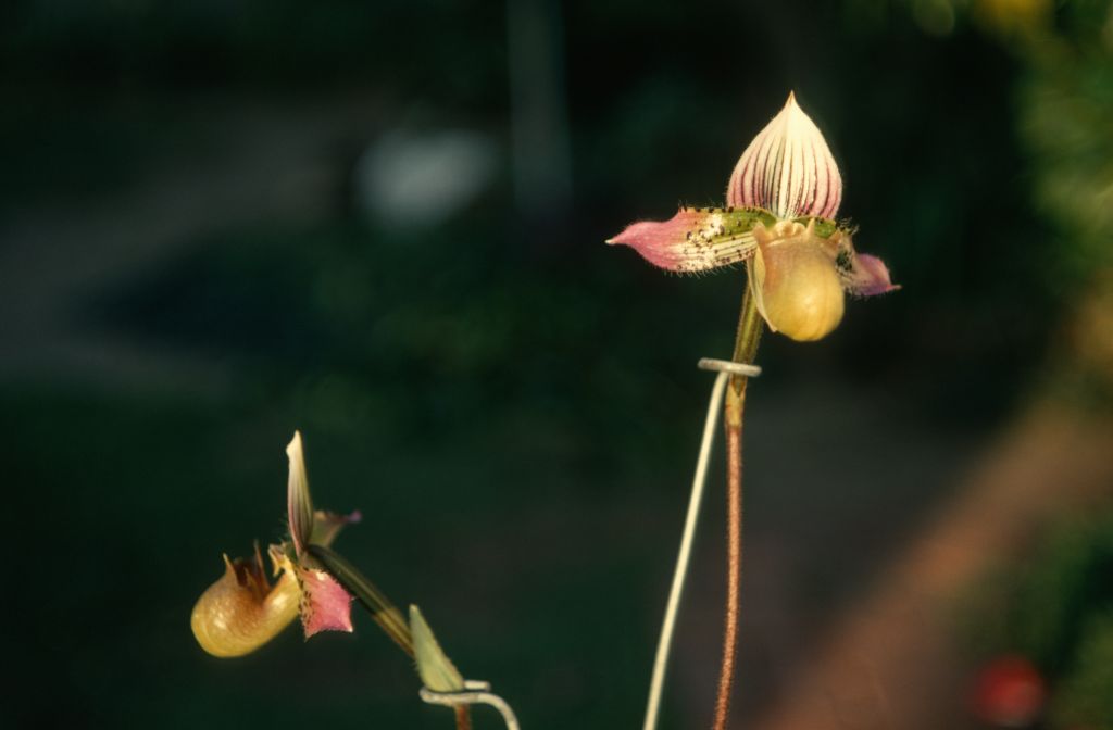 Paphiopedilum acmodontum, side and front views, May 1970, roll 197005H4 slide 16.   Species described in 1976, but the plant and the name had been in circulation at least since 1969 (Dr. Gustav Schoser, 6th World Orchid Conference, Proceedings).
