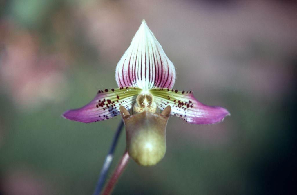 Paphiopedilum acmodontum 'Fairy Glade', October 1970, roll 197010H4 slide 10.  Species described in 1976, but the plant and the name had been in circulation at least since 1969 (Dr. Gustav Schoser, 6th World Orchid Conference, Proceedings).