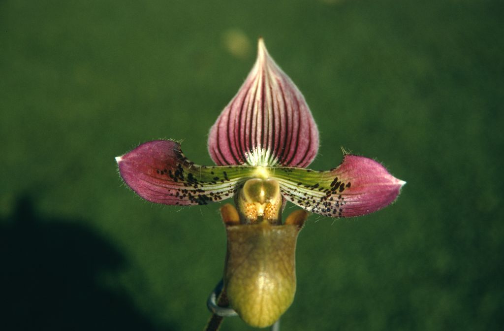 Paphiopedilum acmodontum 'Carimo Queen', November 1970, roll 197011H4 slide 5.  Species described in 1976, but the plant and the name had been in circulation at least since 1969 (Dr. Gustav Schoser, 6th World Orchid Conference, Proceedings).