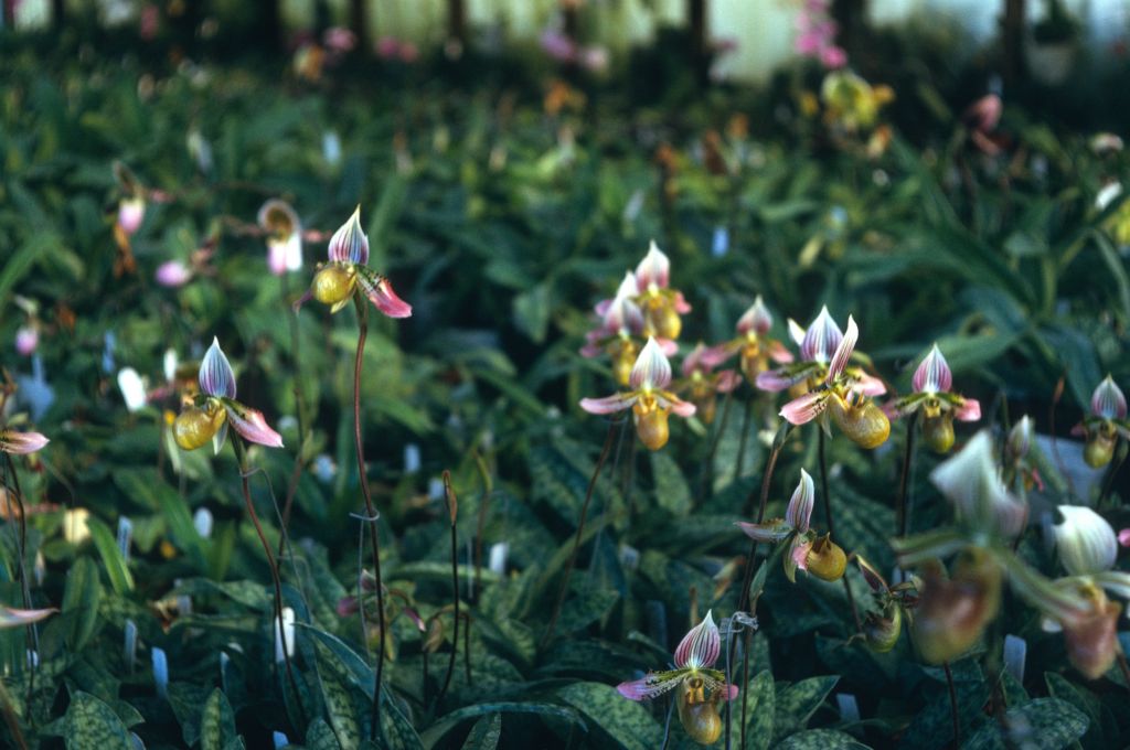 Paphiopedilum acmodontum group, August 1974, roll 197408H11 slide 1.   Species described in 1976, but the plant and the name had been in circulation at least since 1969 (Dr. Gustav Schoser, 6th World Orchid Conference, Proceedings).