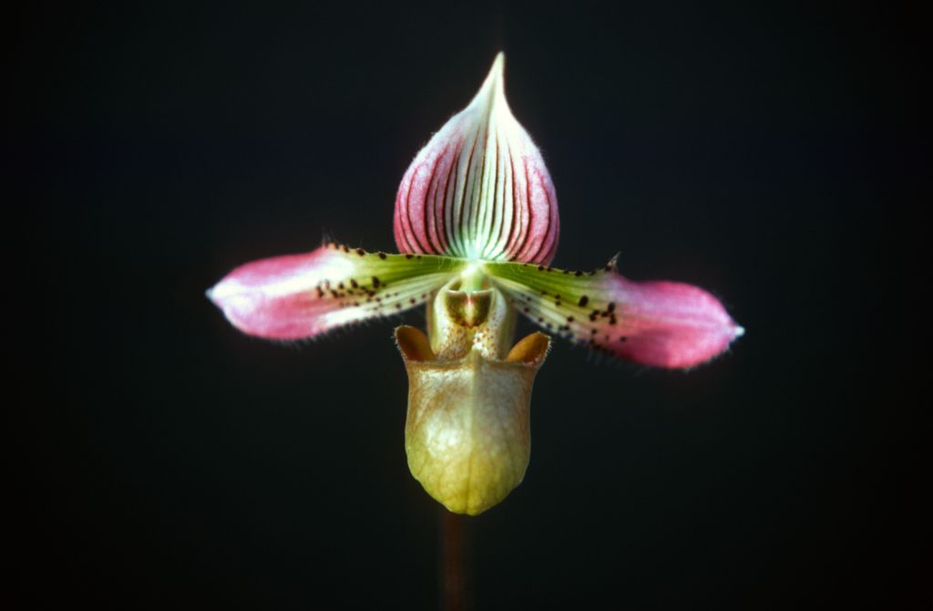 Paphiopedilum acmodontum 4-1, February 1977, roll 197702H3 slide 6.  Species described in 1976, but the plant and the name had been in circulation at least since 1969 (Dr. Gustav Schoser, 6th World Orchid Conference, Proceedings).