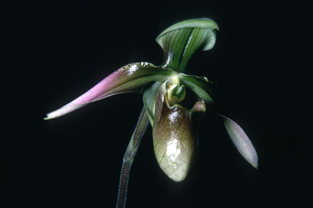 Paphiopedilum appletonianum (1896), plant from Rands, January 1968, roll 196801H7 slide 8