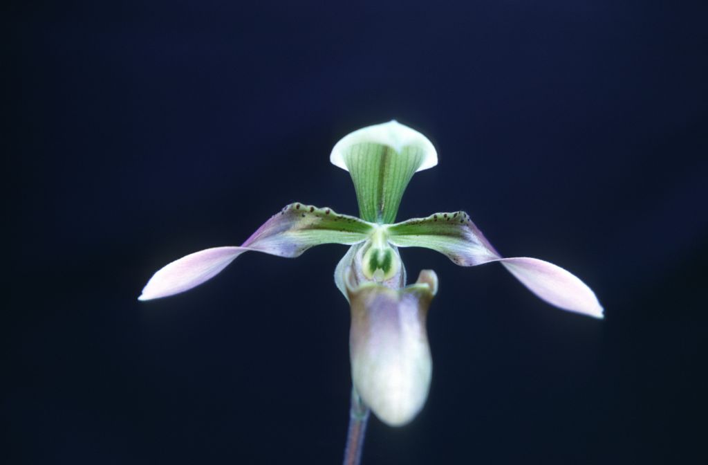 Paphiopedilum appletonianum (1896), February 1968, roll 196802H7 slide 15
