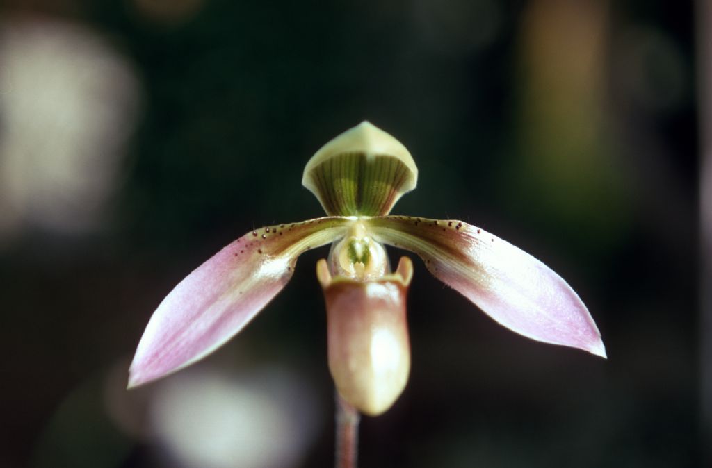 Paphiopedilum appletonianum 'Charles', February 1970, roll 197002H5red slide 8.  Species described in 1896.