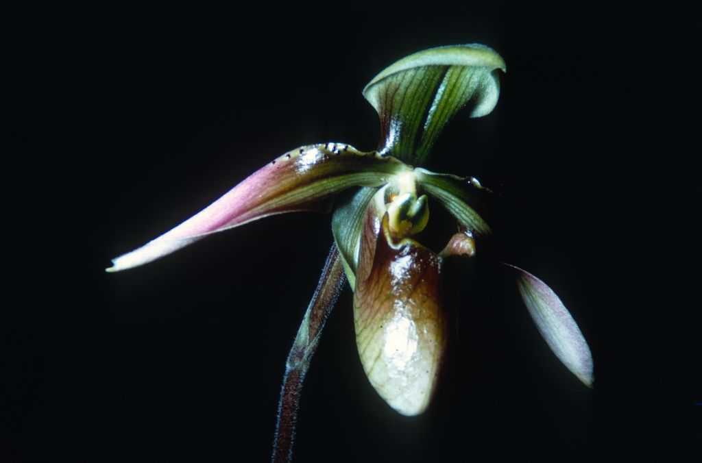 Paphiopedilum appletonianum (1896), Duplicate Slide 11, made January 1971, roll 197101H8.